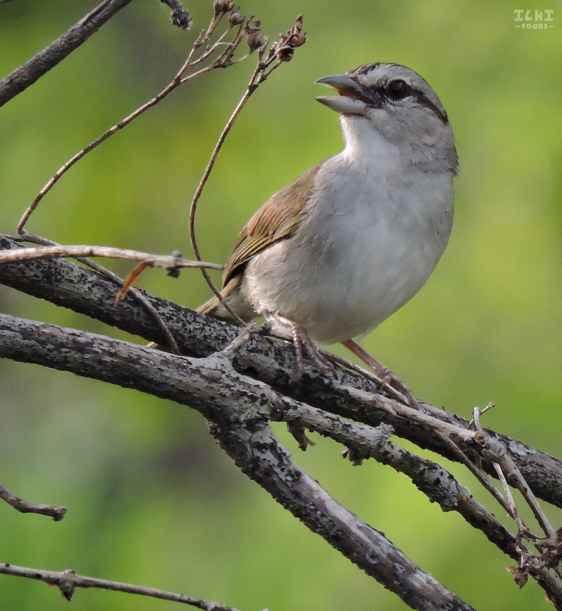 Olive Sparrow - Ichi Wildlife Tours