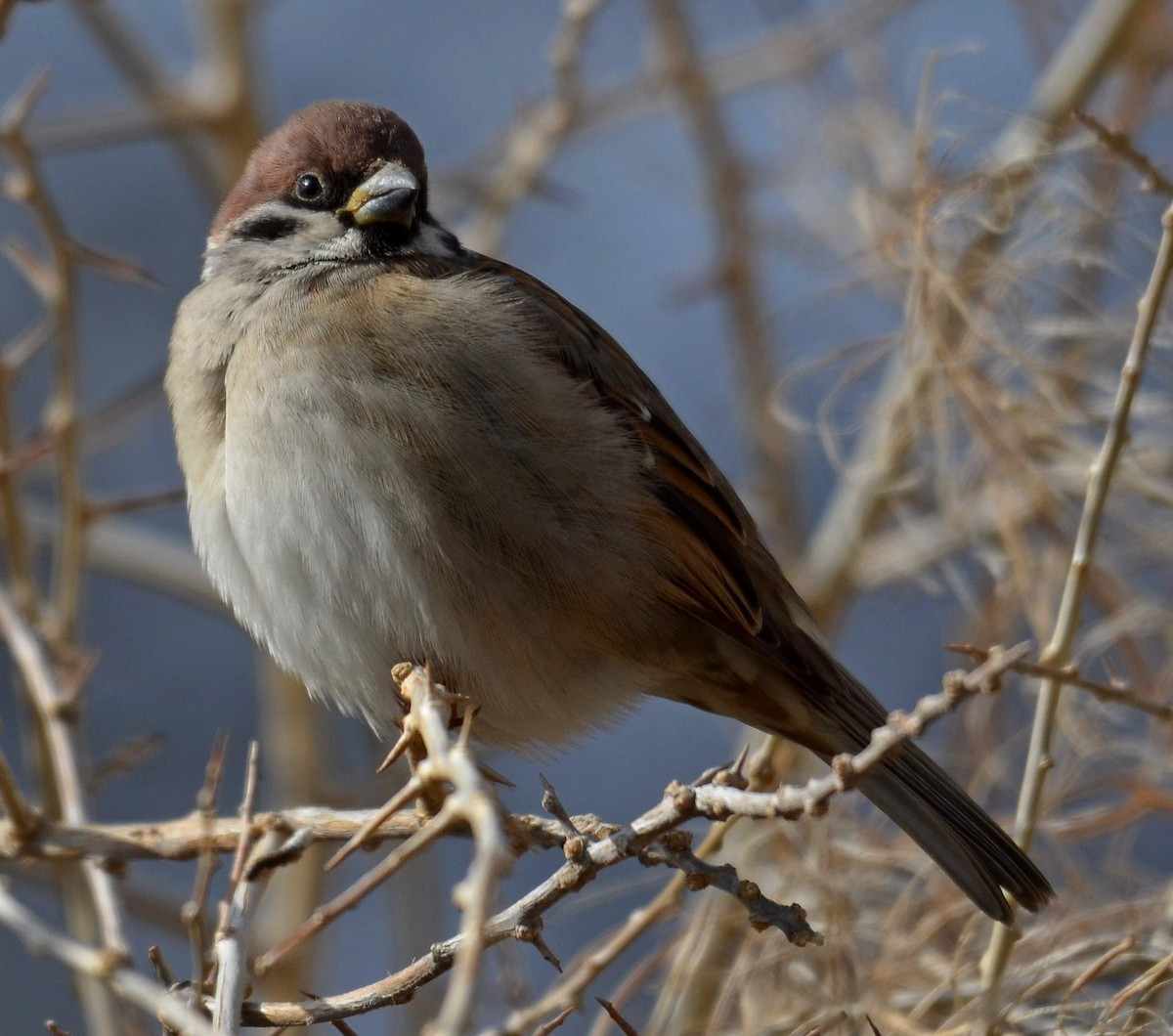 Eurasian Tree Sparrow - ML354207141