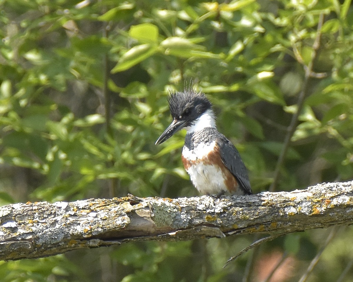 Belted Kingfisher - Malcolm Gold