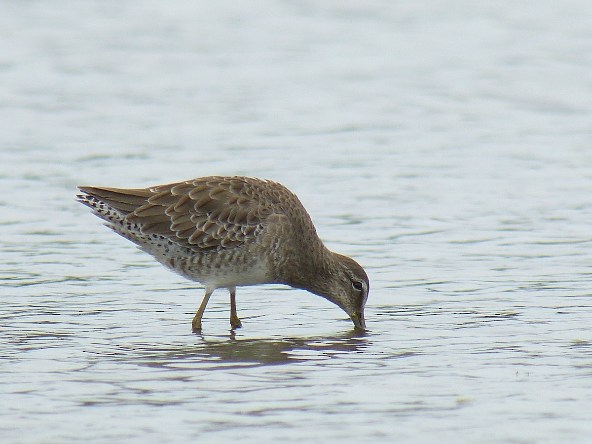 Long-billed Dowitcher - ML35420961