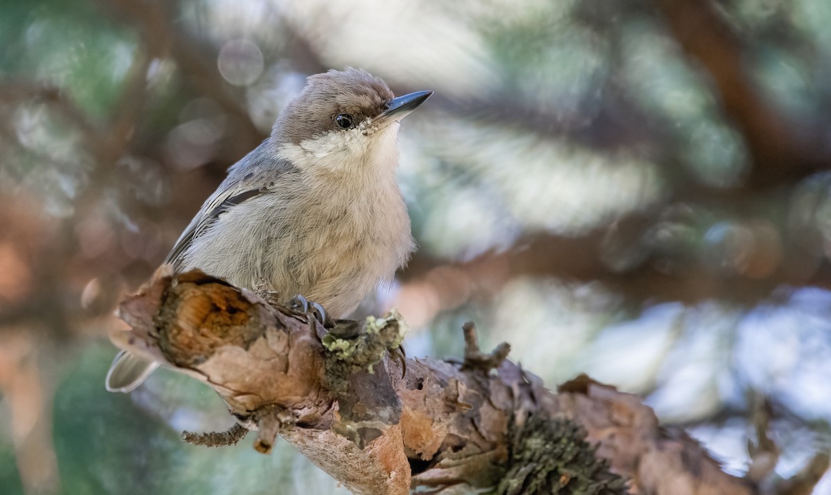 Brown-headed Nuthatch - ML354211091