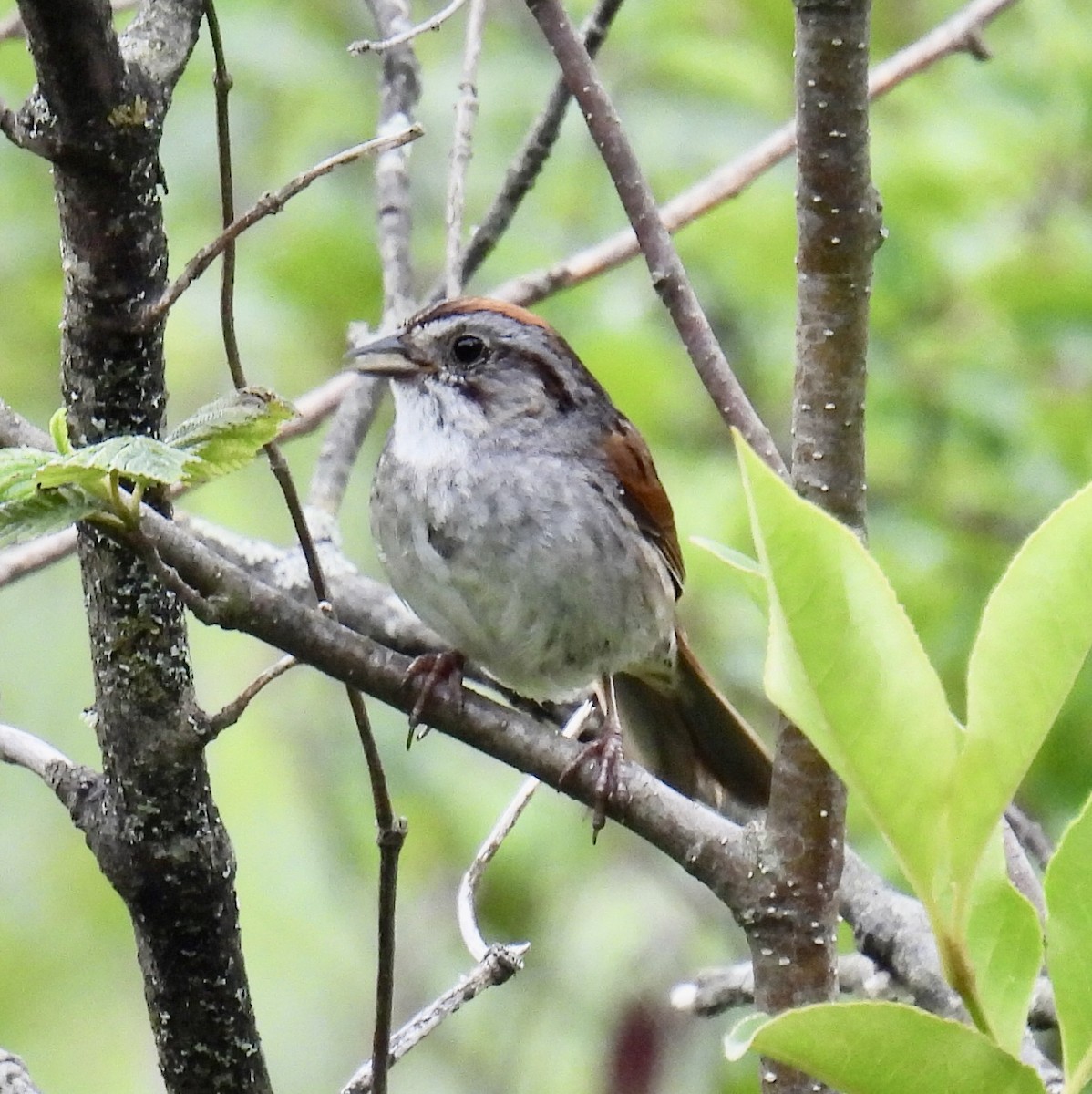 Swamp Sparrow - ML354219231