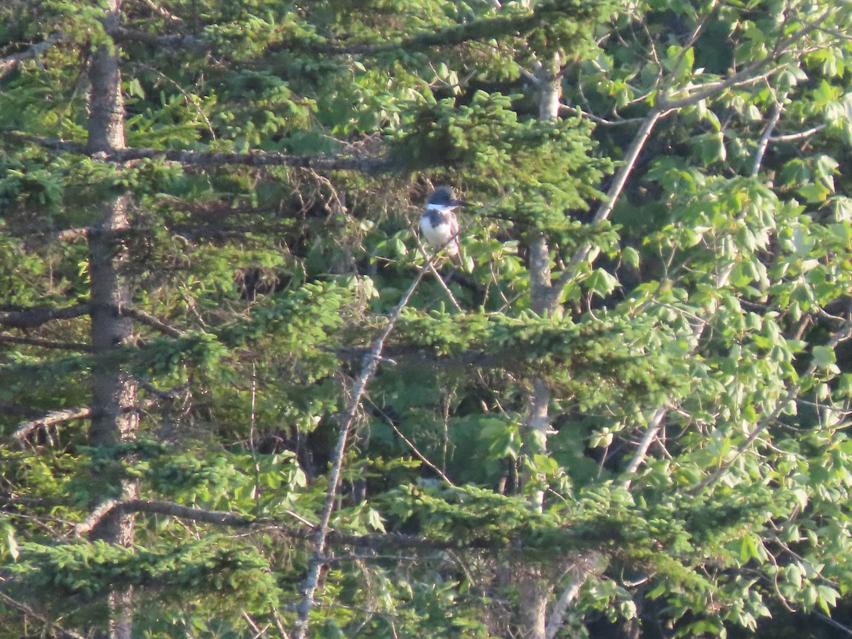 Belted Kingfisher - ML354219361