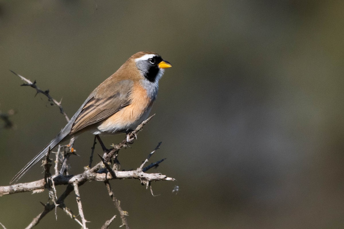 Many-colored Chaco Finch - ML354221991