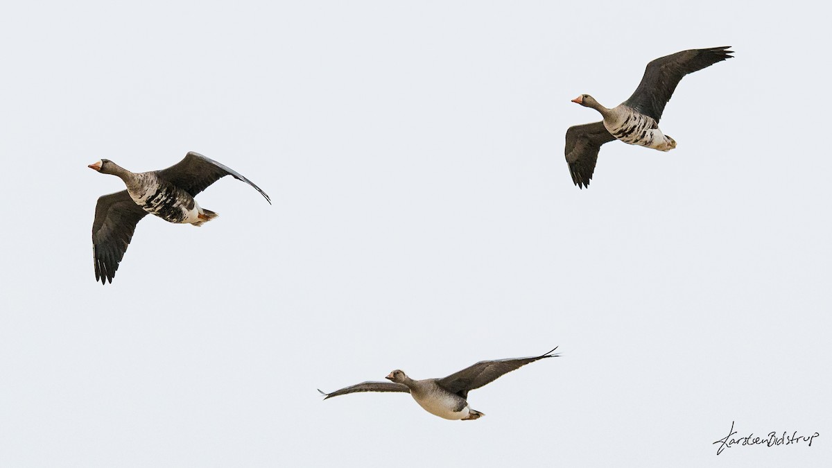 Greater White-fronted Goose - ML354224221