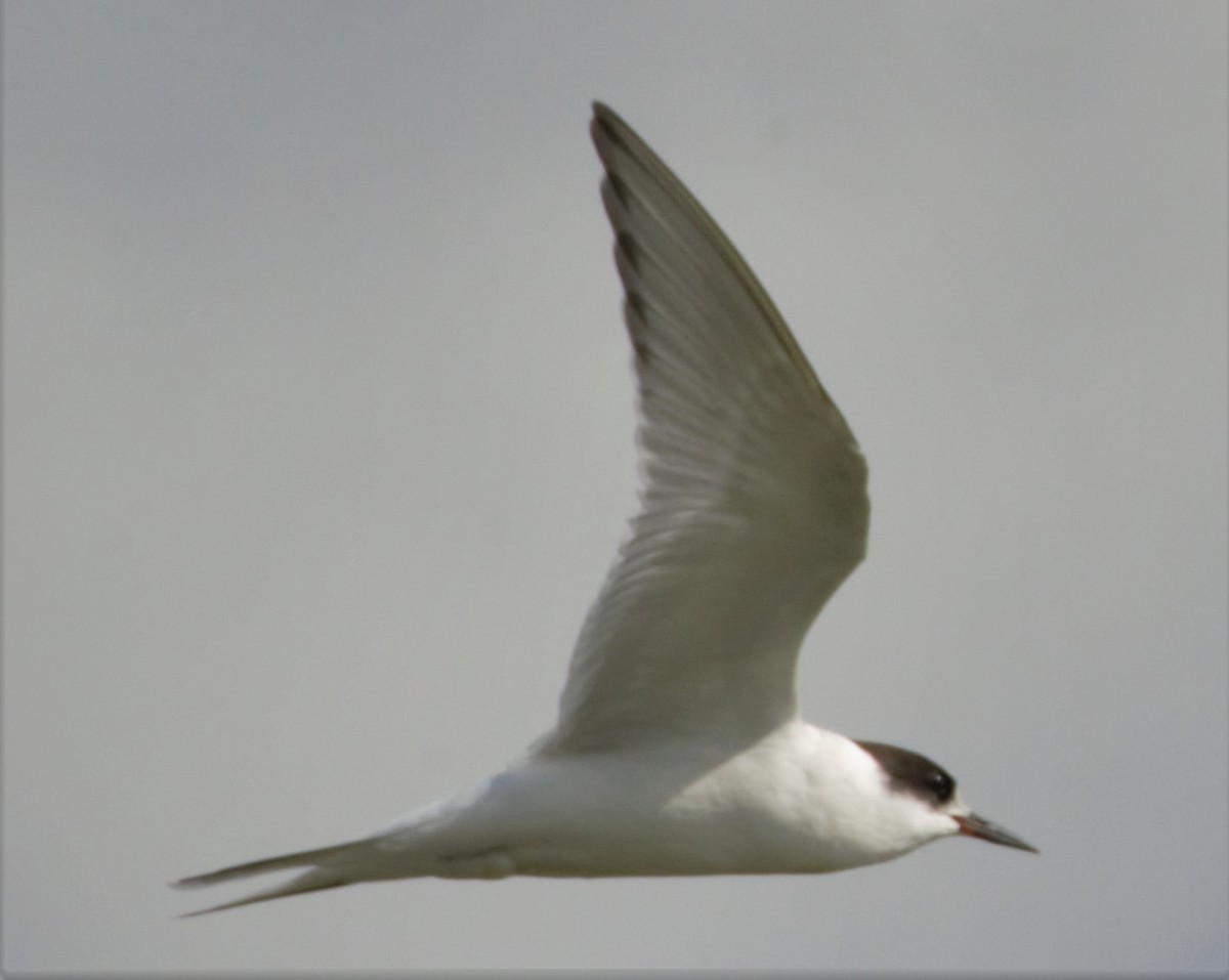 Arctic Tern - Neil Wingert