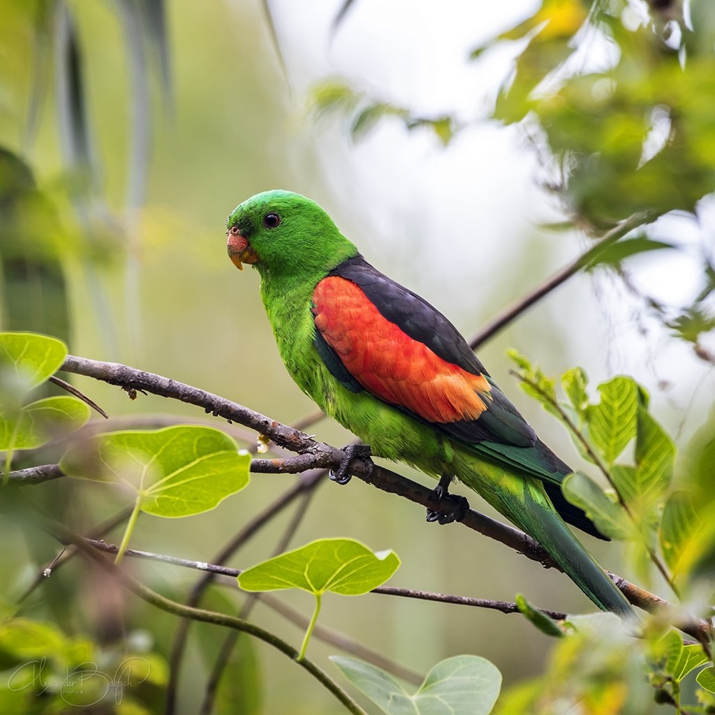 Red-winged Parrot - Alexander Babych