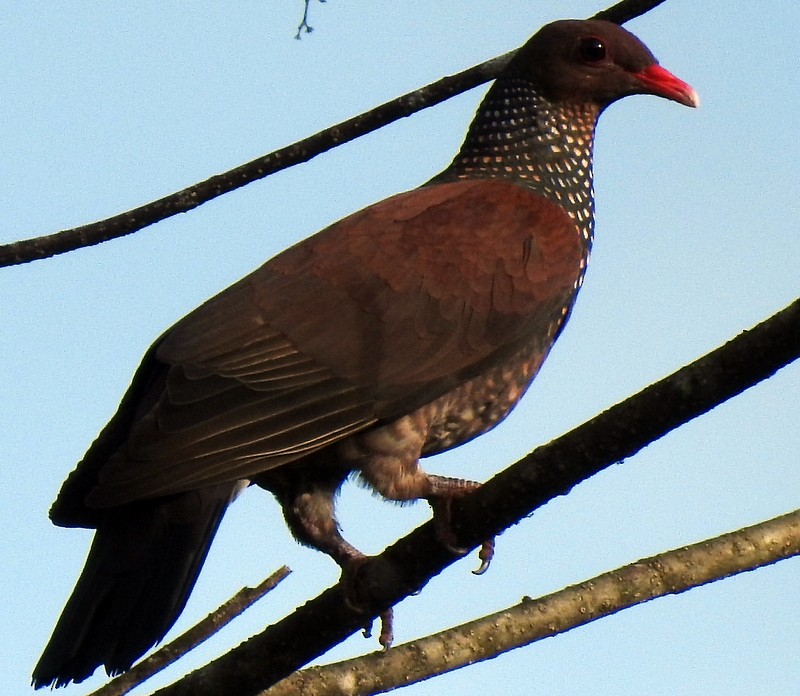 Scaled Pigeon - Bill Fox