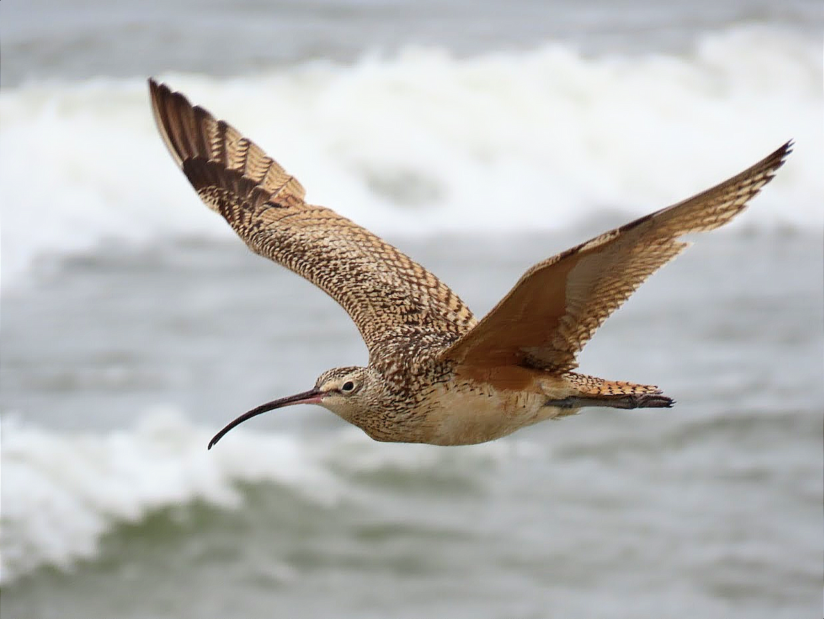 Long-billed Curlew - ML354236581