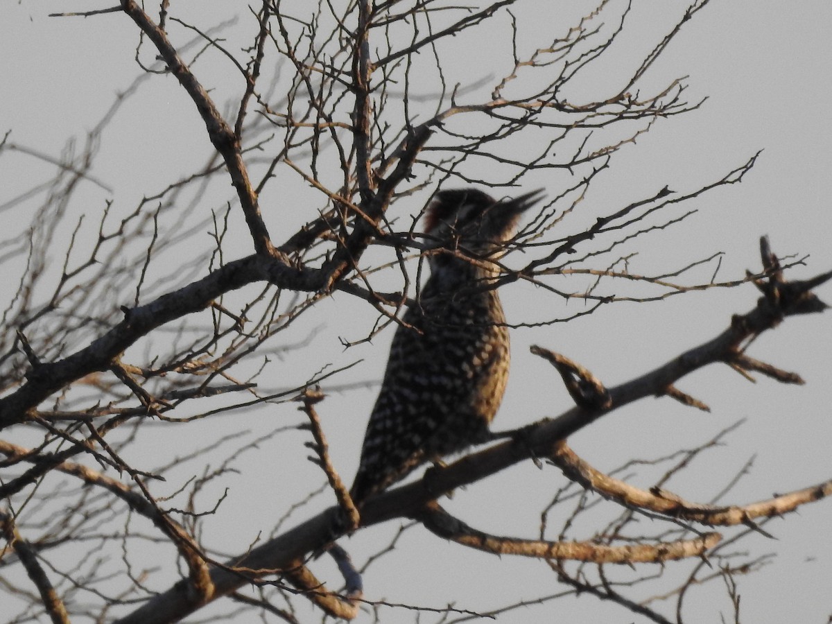 Checkered Woodpecker - ML354237251