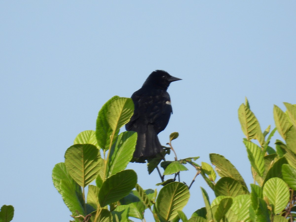 Red-winged Blackbird (Red-winged) - bob butler