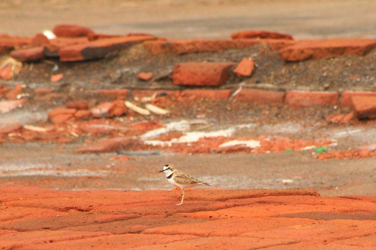 Collared Plover - ML354239671