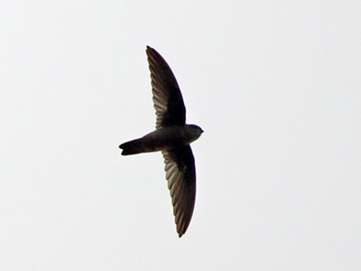 Whitehead's Swiftlet - eBird