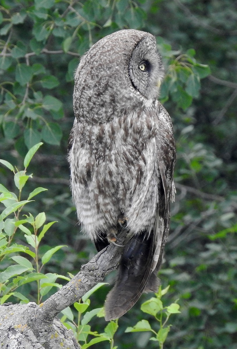 Great Gray Owl - ML354241511