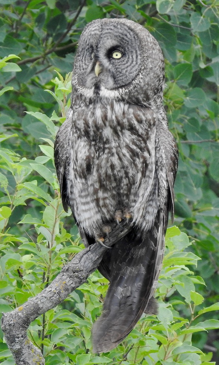 Great Gray Owl - ML354242341