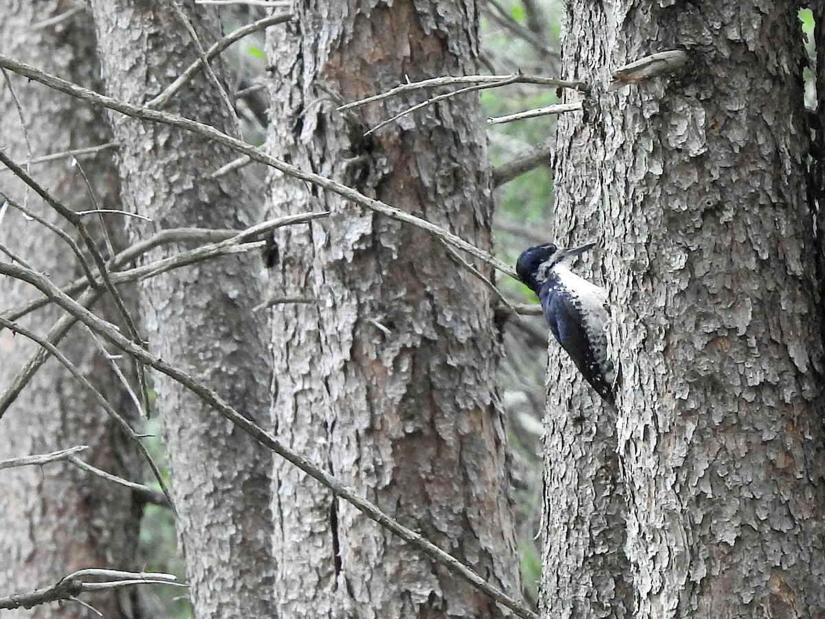 Black-backed Woodpecker - ML354246881