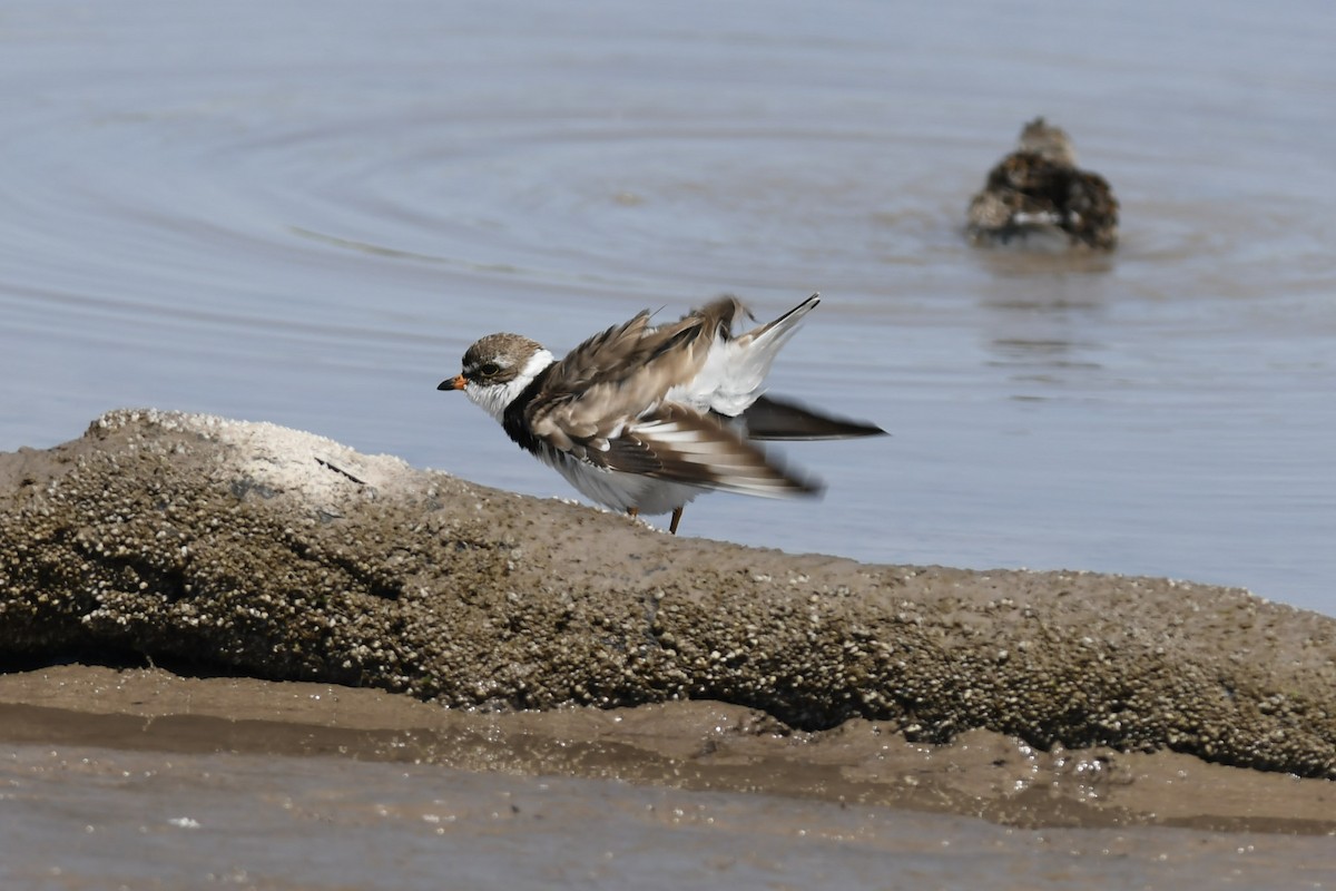Semipalmated Plover - ML354252951