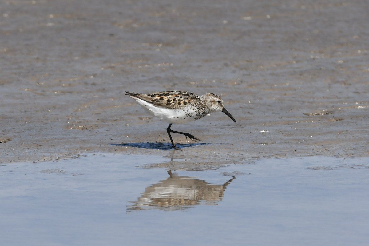 Western Sandpiper - Mike Charest
