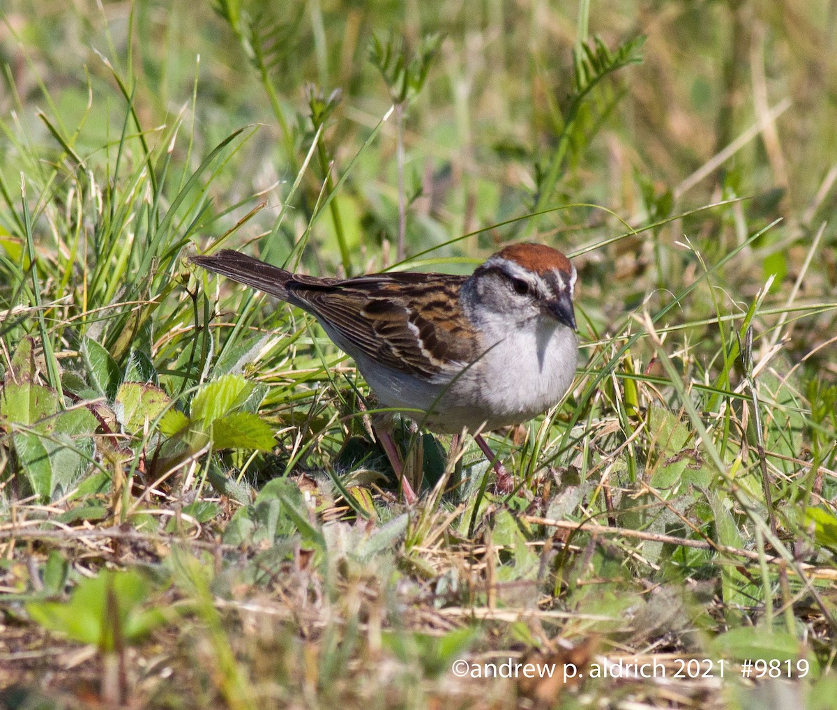 Chipping Sparrow - andrew aldrich