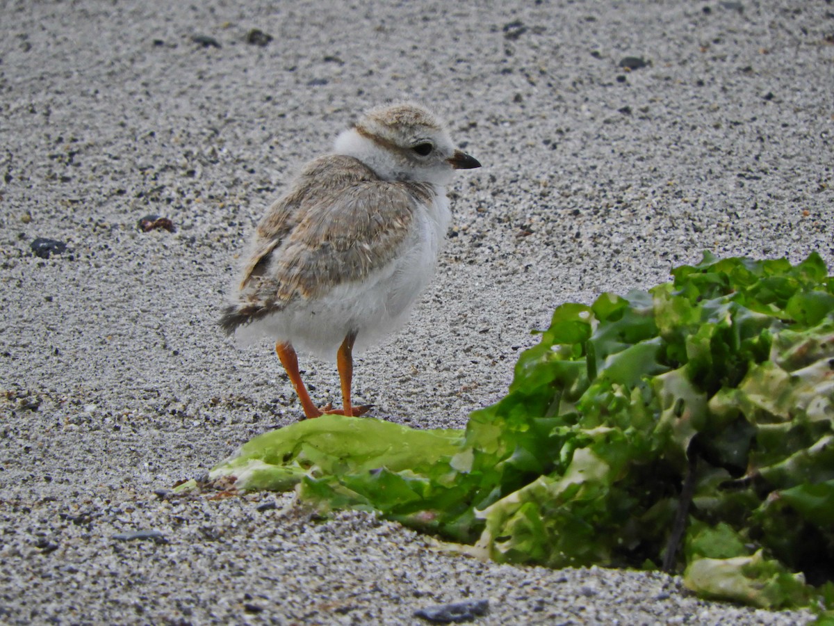 Piping Plover - ML354265351