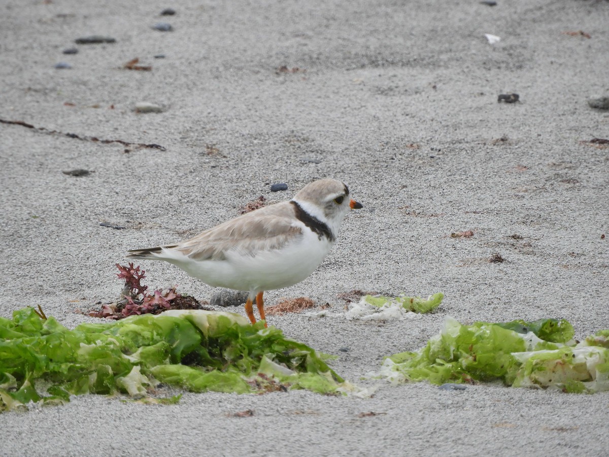 Piping Plover - ML354265371