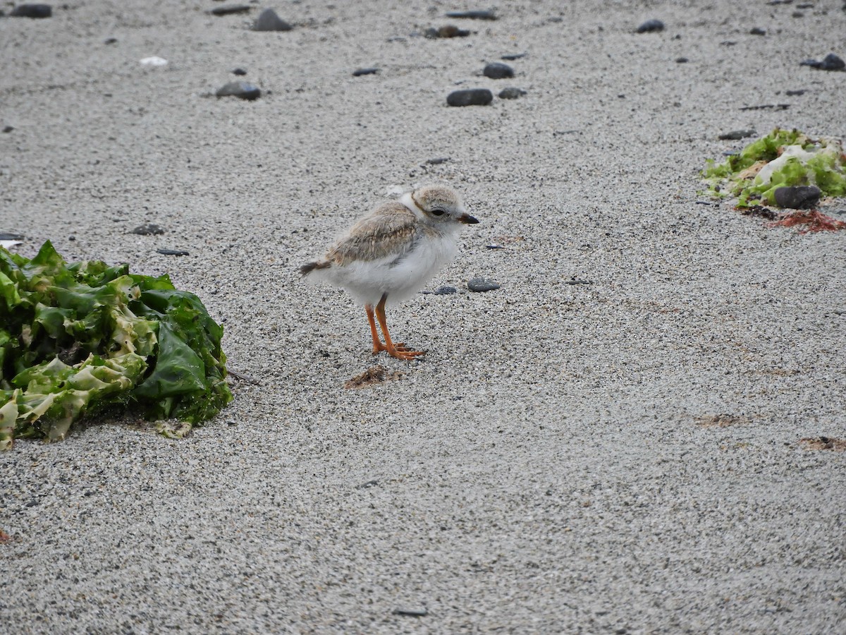 Piping Plover - ML354265381