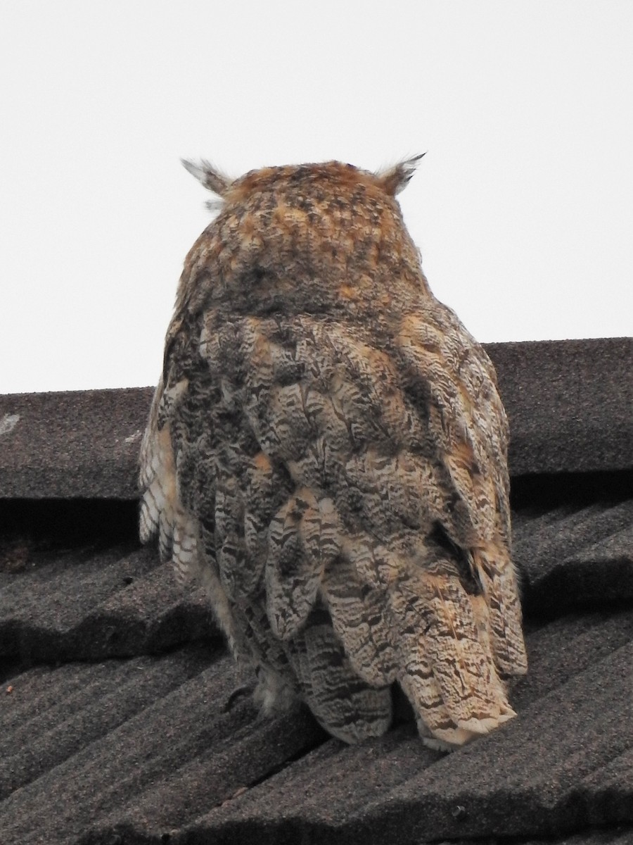 Great Horned Owl - ML354267641