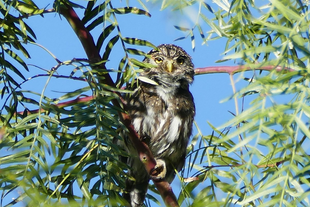 Peruvian Pygmy-Owl - Peter Kaestner