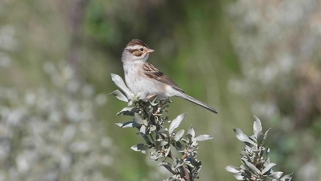 Clay-colored Sparrow - ML354271481