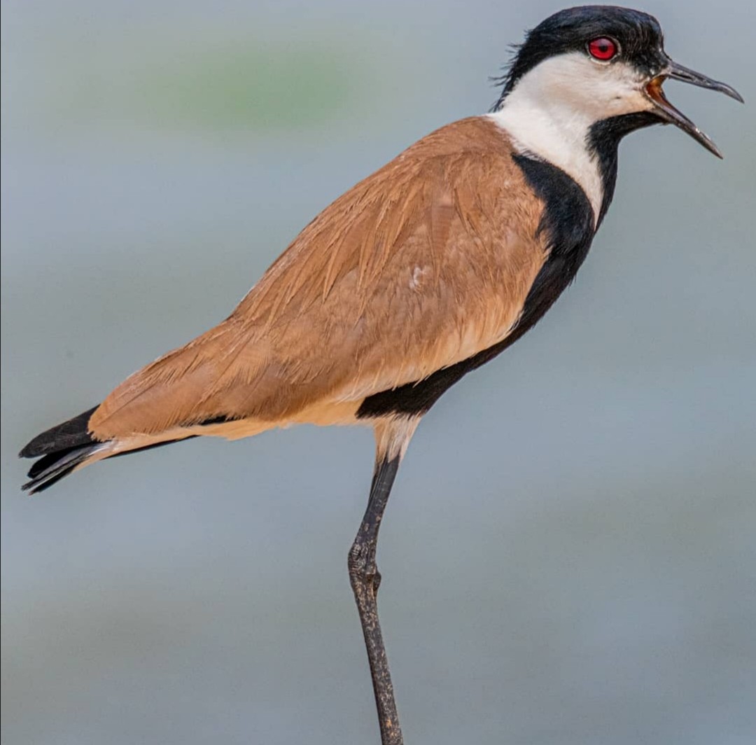 Spur-winged Lapwing - ML354272771