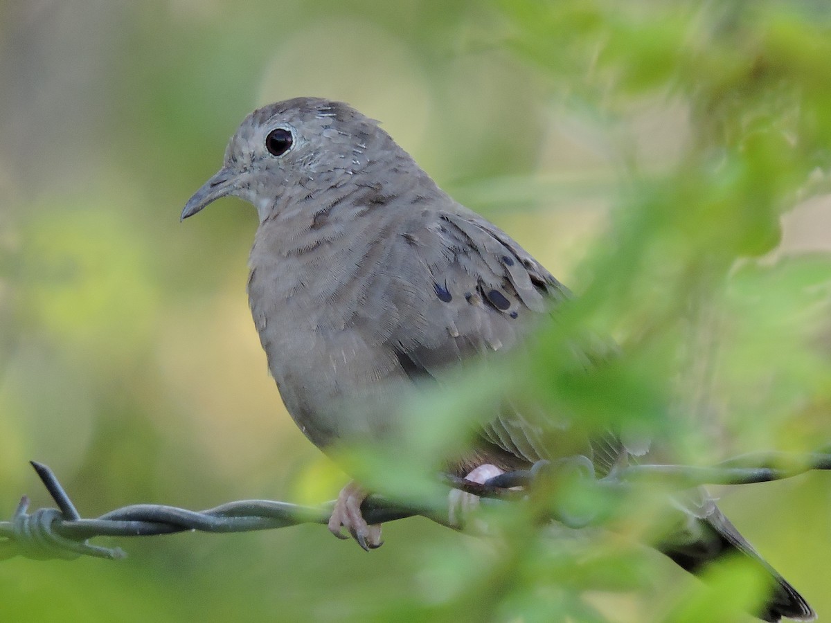 Plain-breasted Ground Dove - Ichi Wildlife Tours