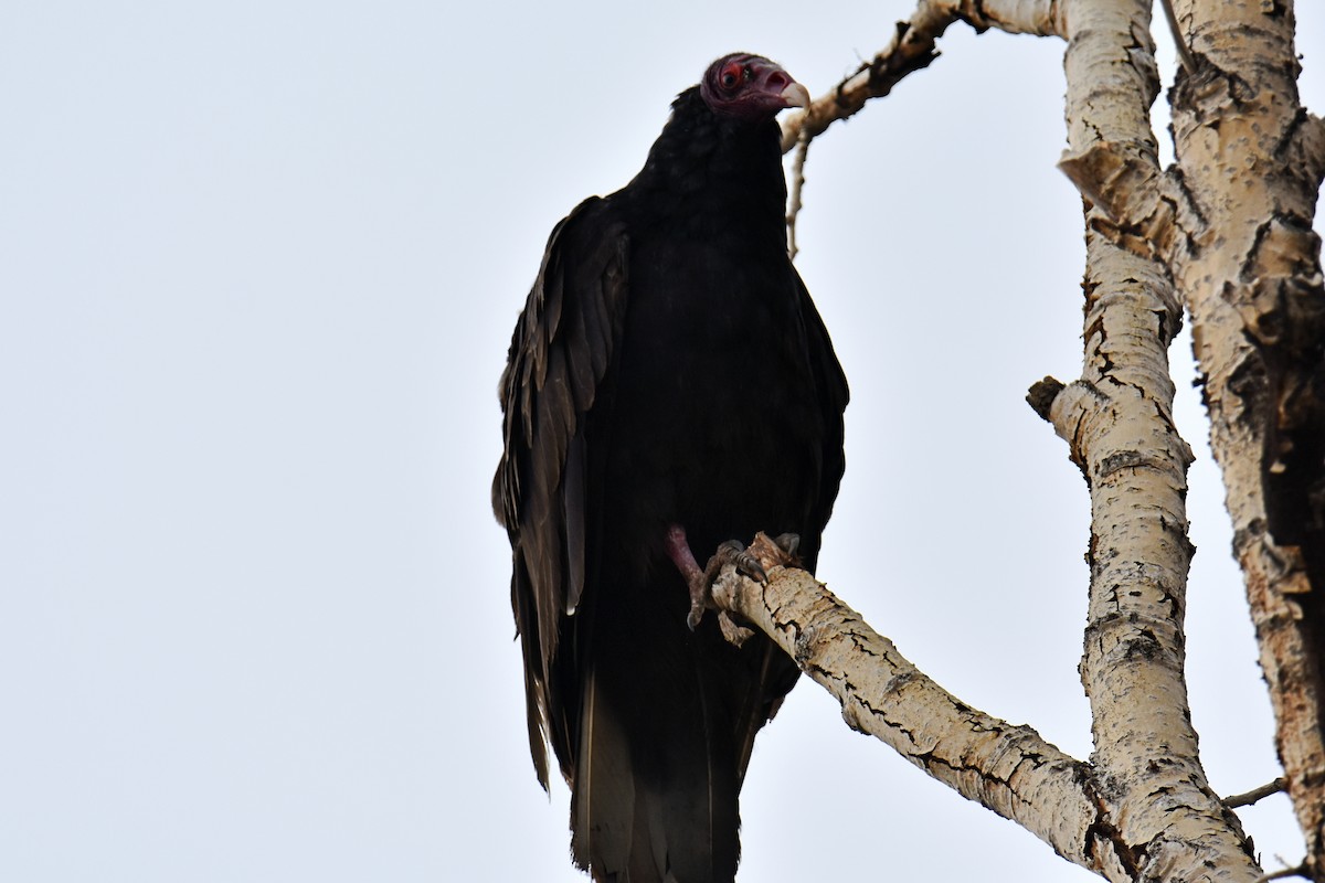 Turkey Vulture - Dayna Williams