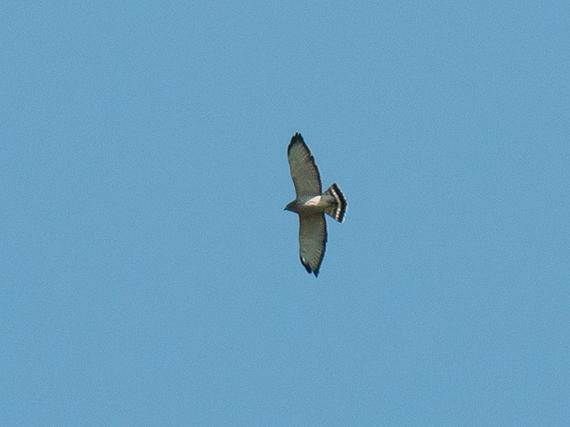 Broad-winged Hawk - LG Pr