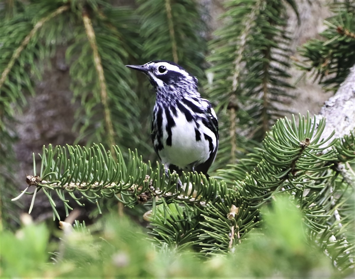 Black-and-white Warbler - ML354287821