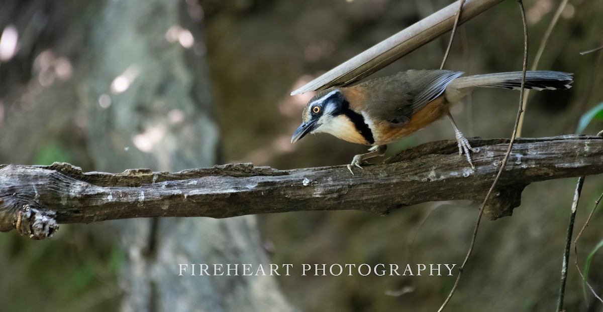 Lesser Necklaced Laughingthrush - ML354291341