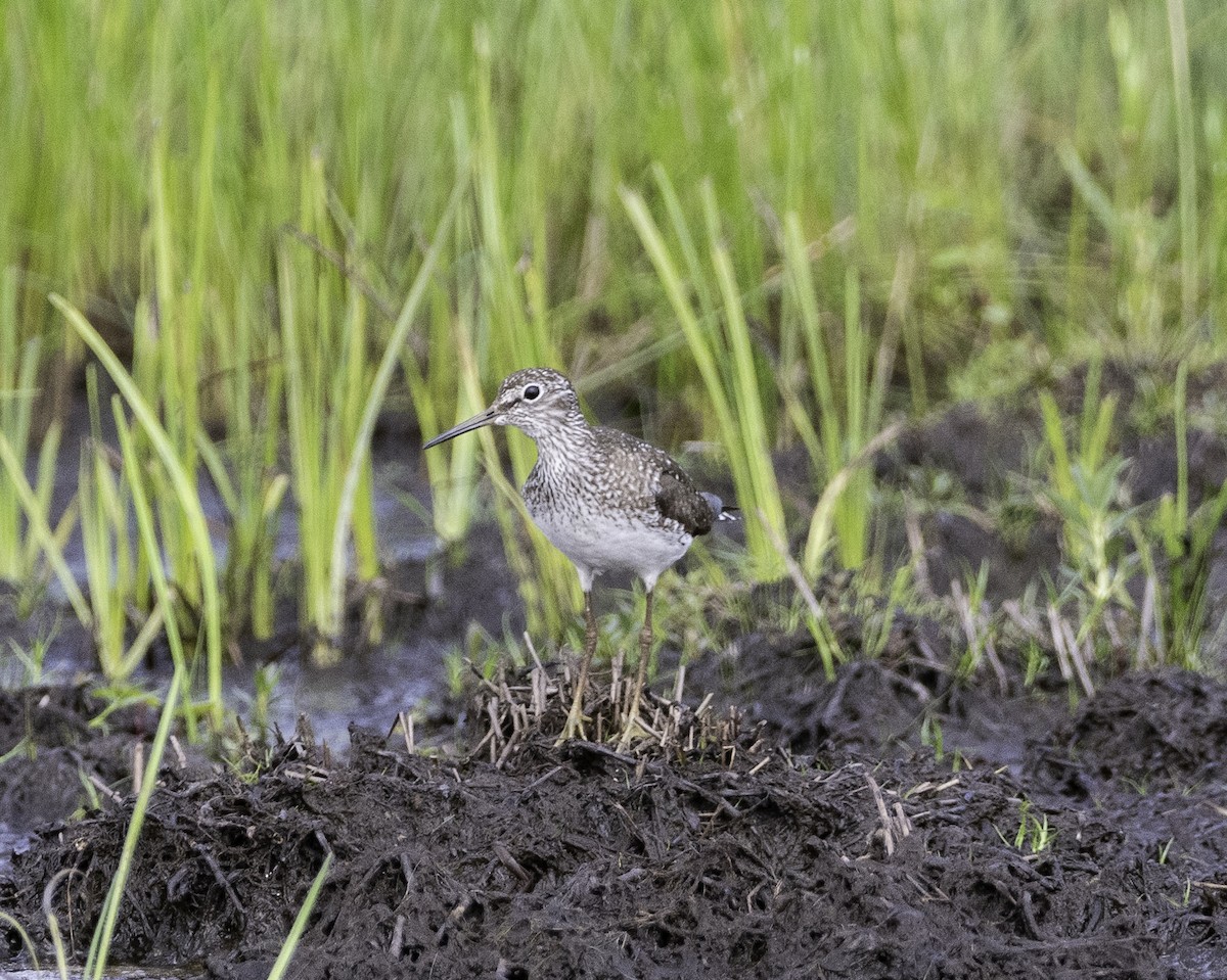 Solitary Sandpiper - Kevin Powers