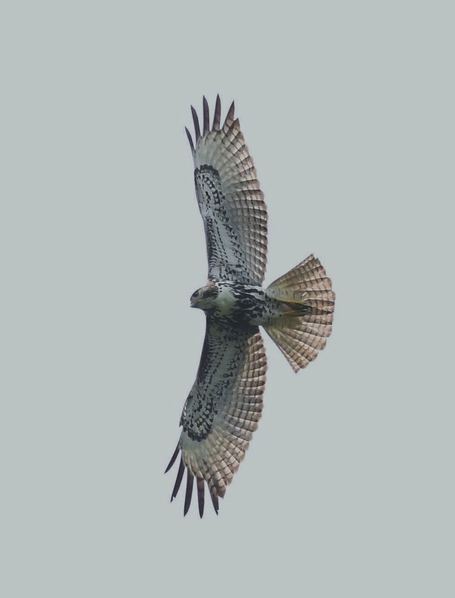 Red-tailed Hawk (umbrinus) - ML354298811
