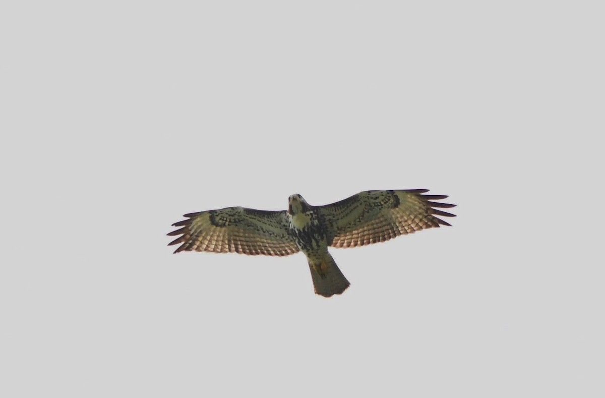 Red-tailed Hawk (umbrinus) - ML354298901