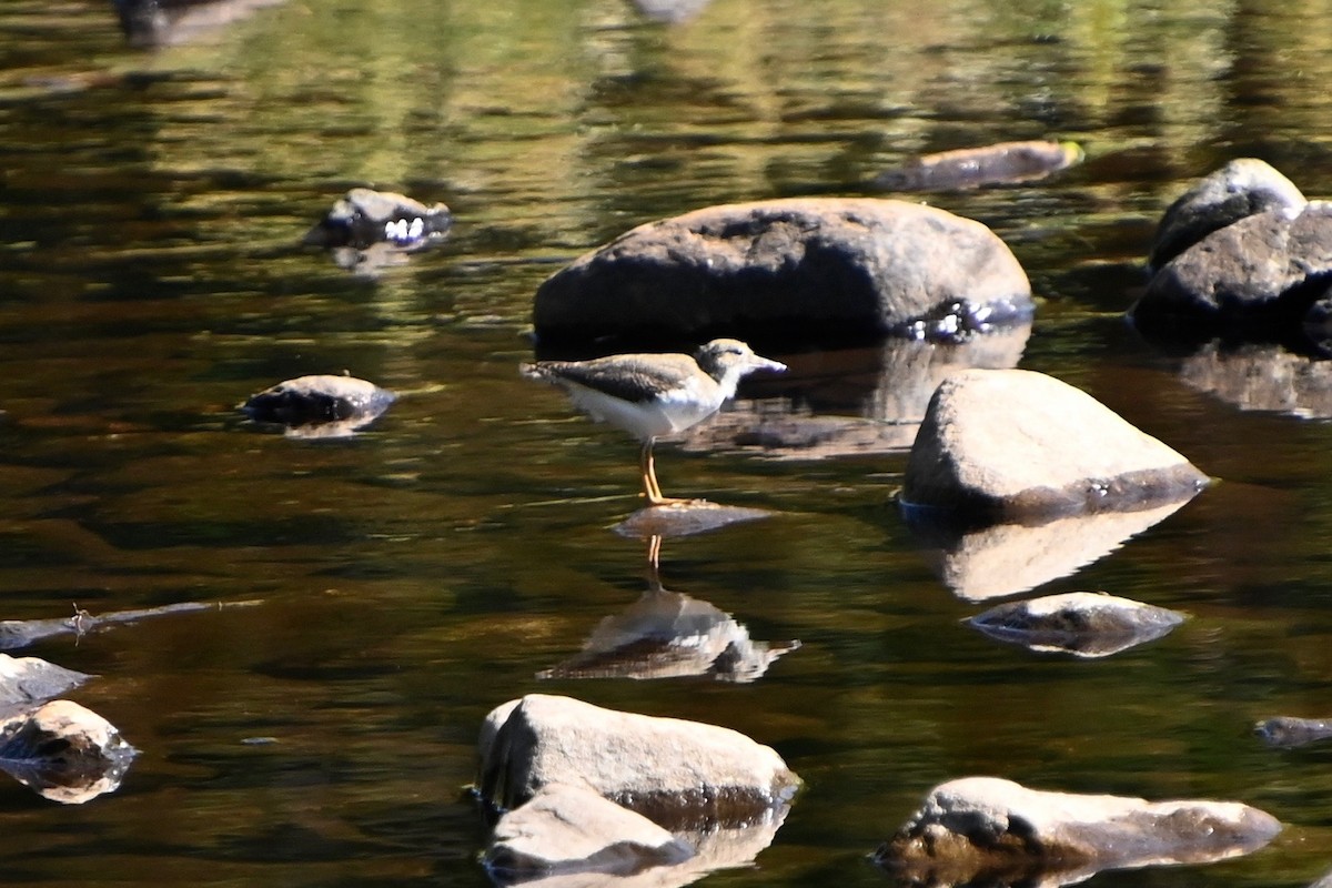 Spotted Sandpiper - Rich Howard