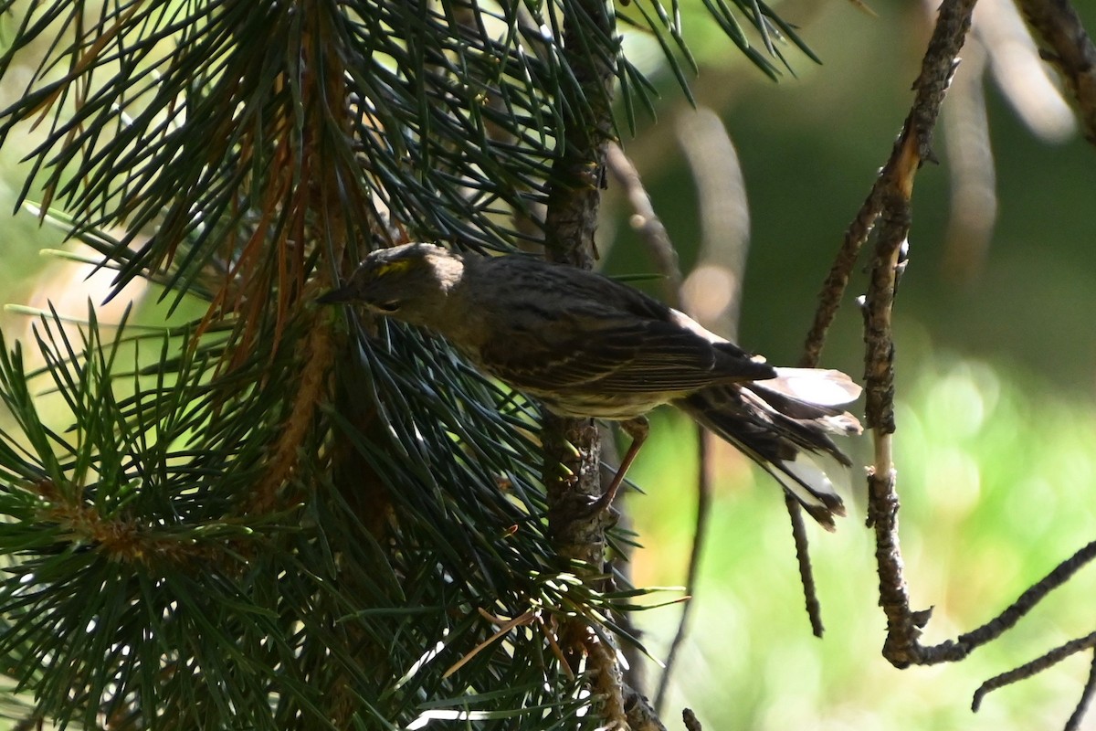 Yellow-rumped Warbler (Audubon's) - ML354305231