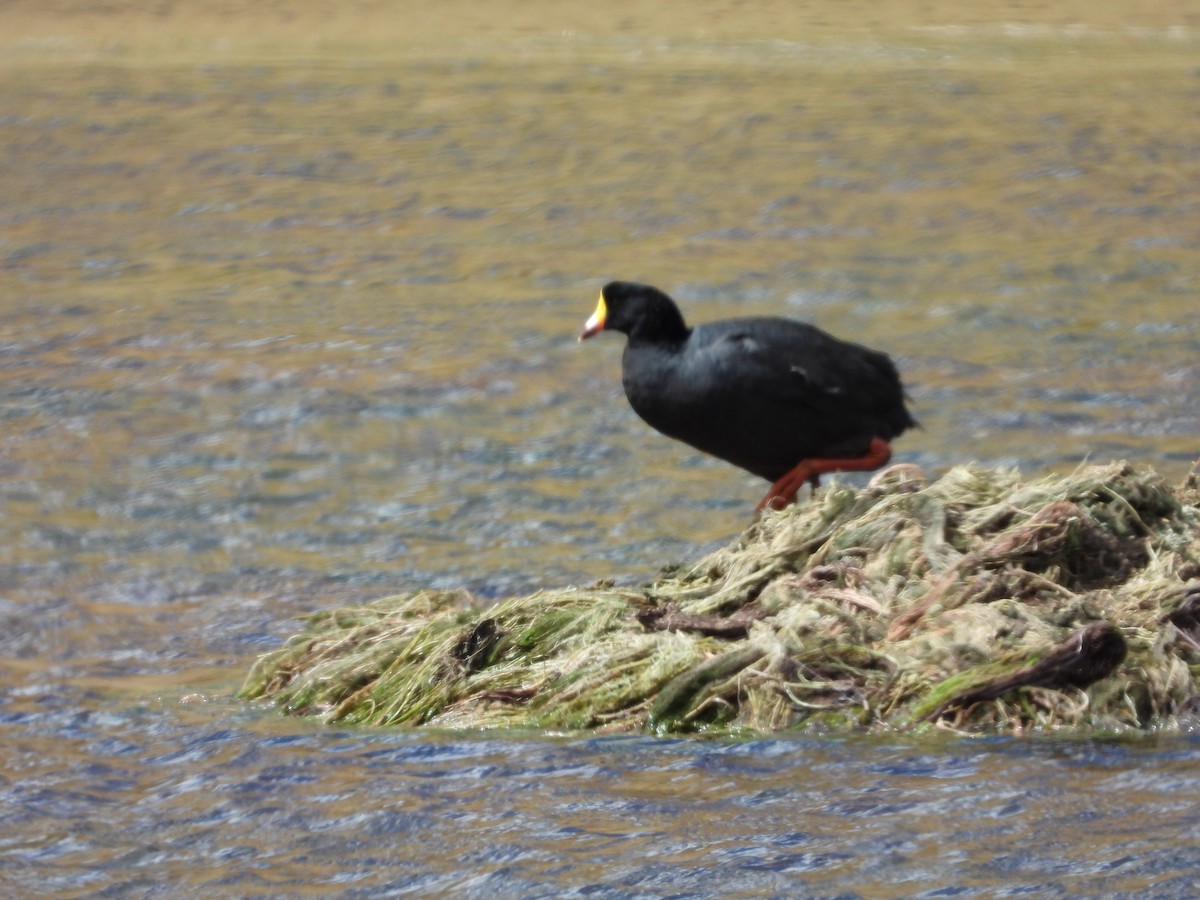 Giant Coot - ML354306321