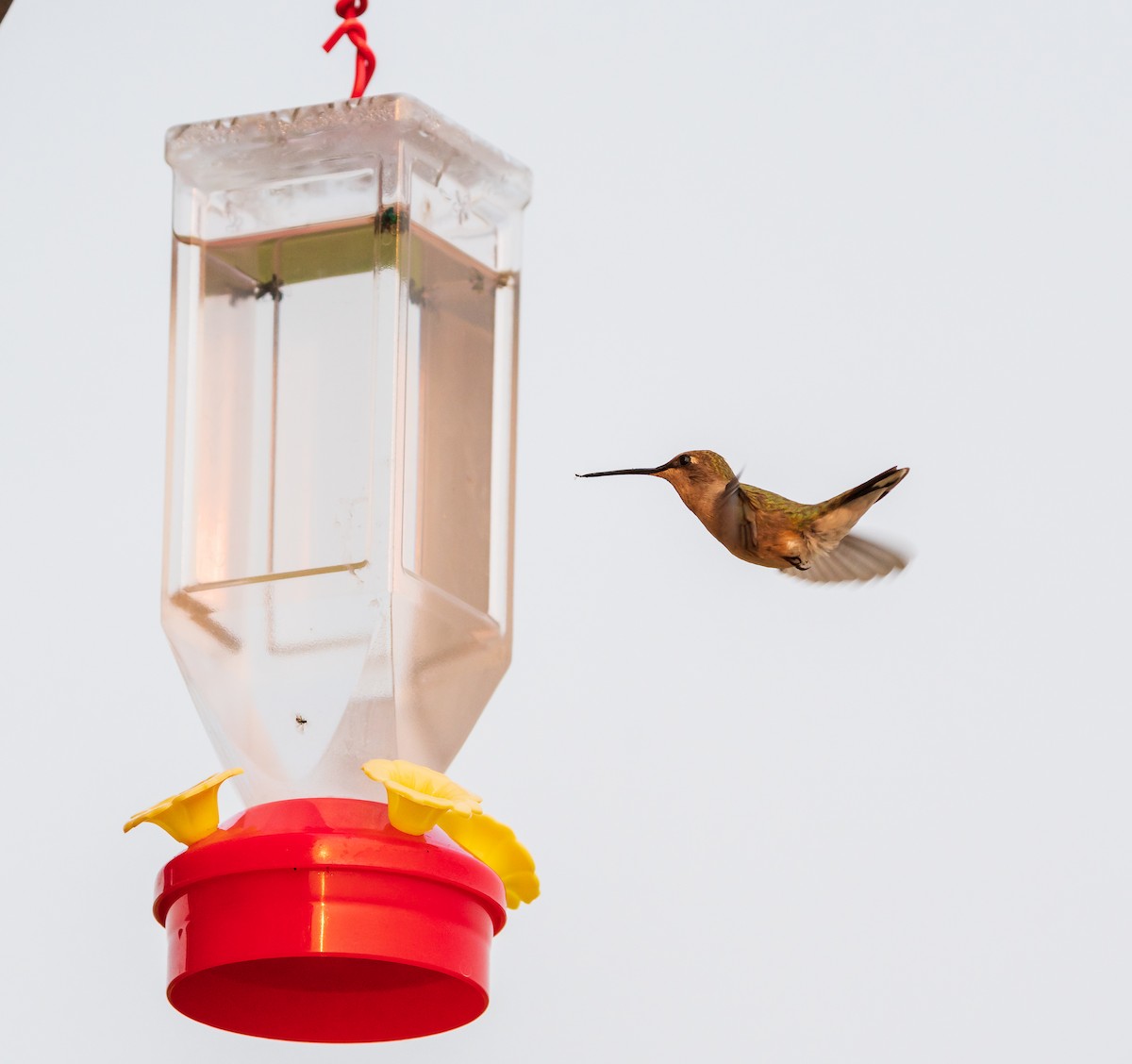 hummingbird sp. - Kathy Rodriquez