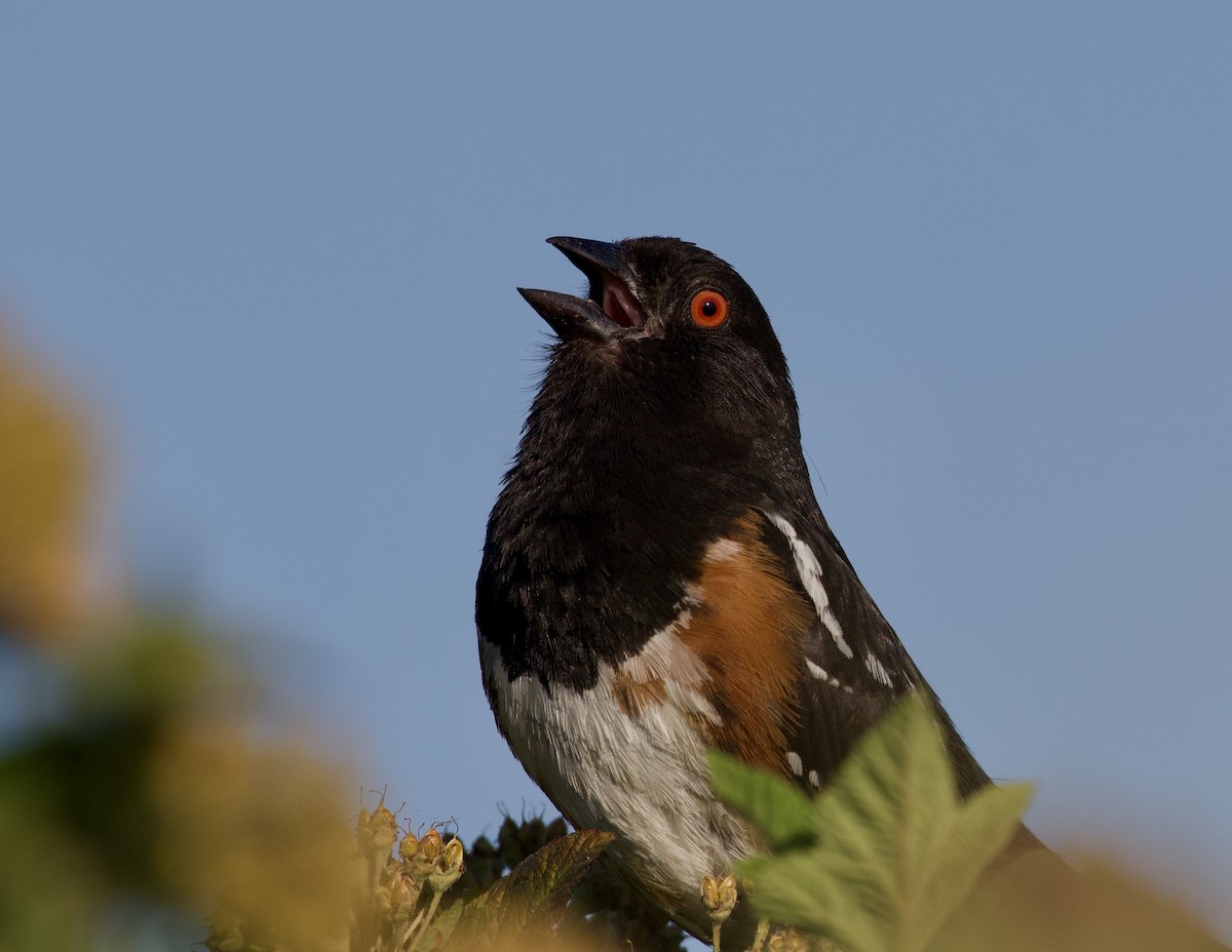 Spotted Towhee - ML354307471