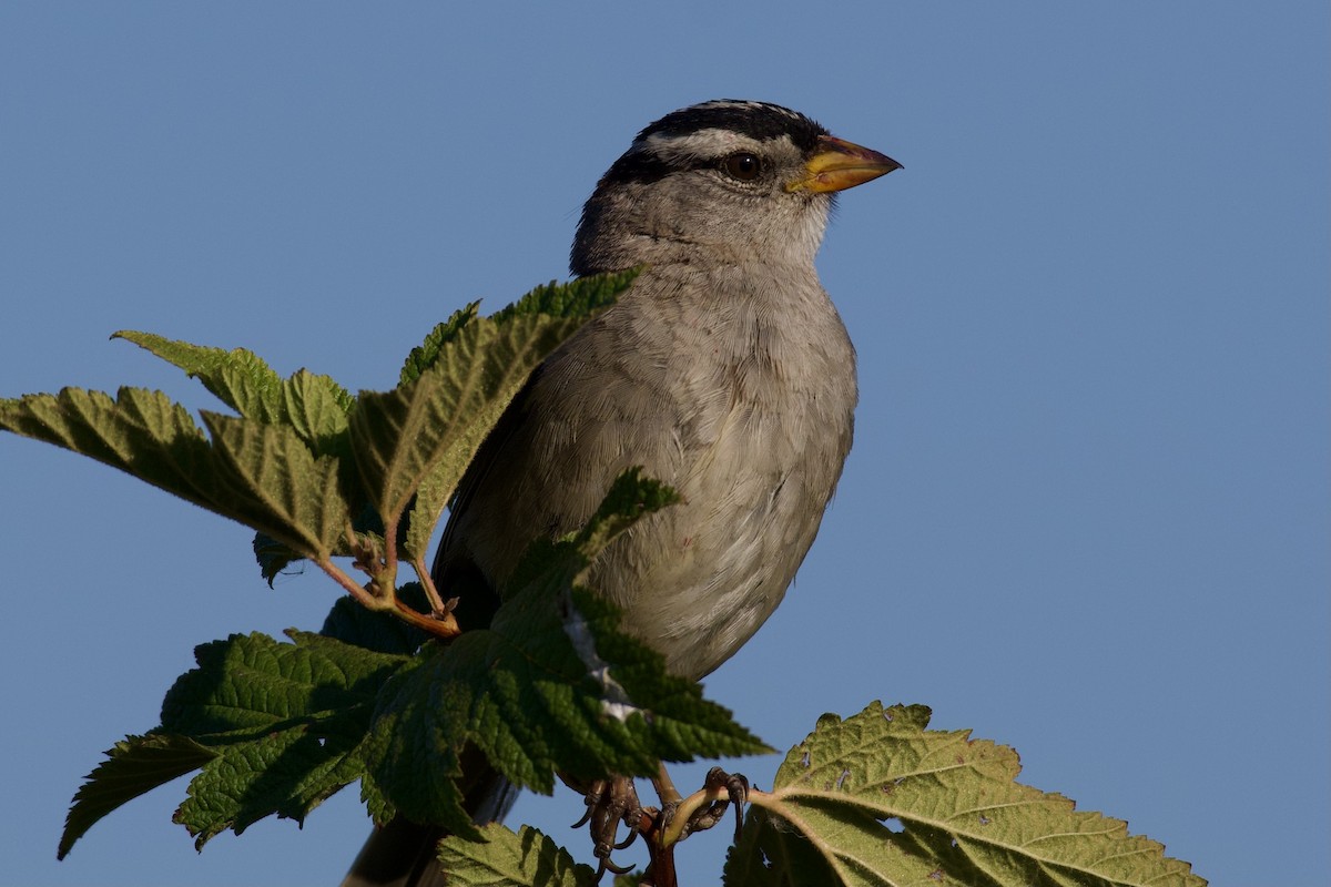 White-crowned Sparrow - Neil Pankey