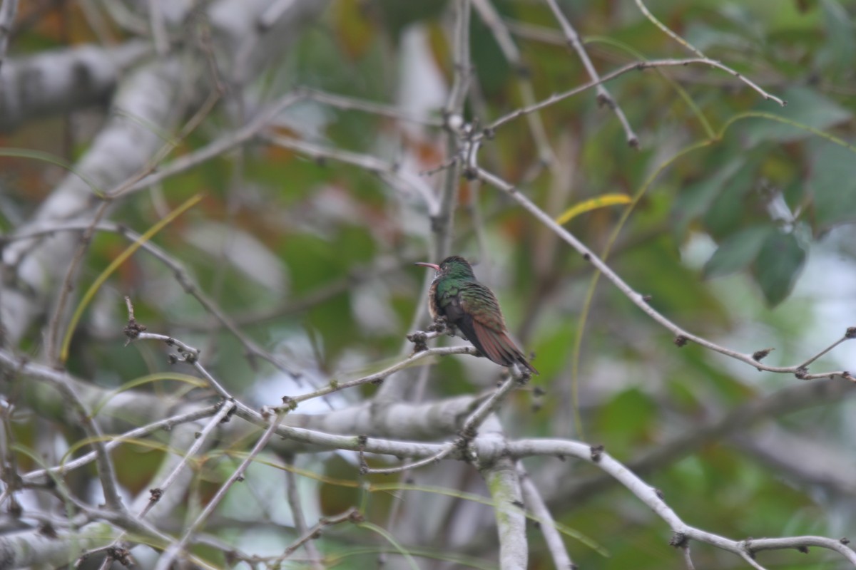 Buff-bellied Hummingbird - ML354309111