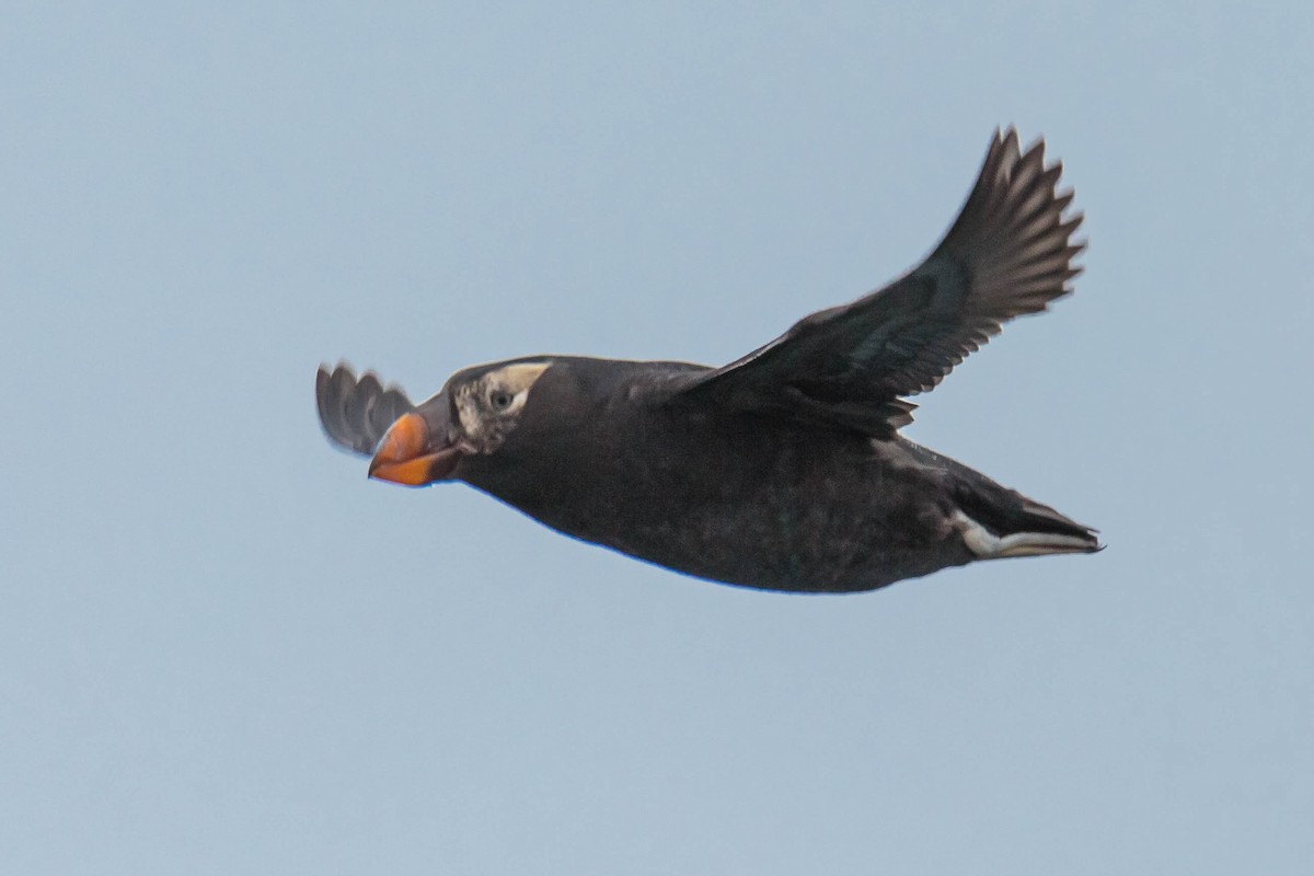 Tufted Puffin - Jefferson Ashby