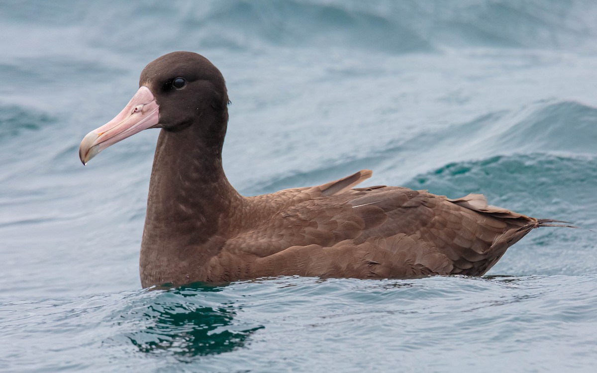 Short-tailed Albatross - Jefferson Ashby