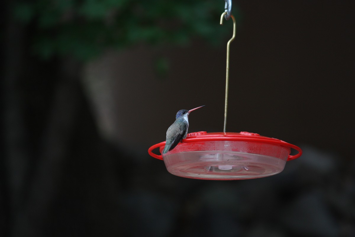 Violet-crowned Hummingbird - ML354312261