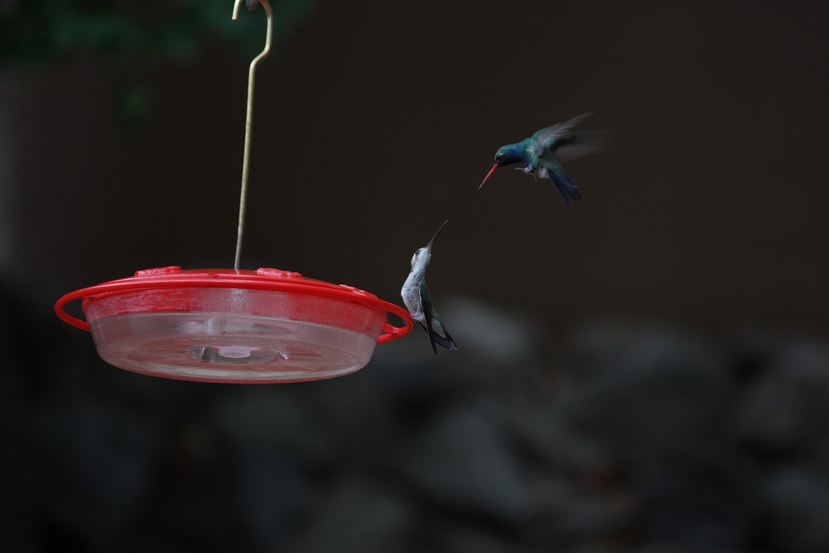 Broad-billed Hummingbird - ML354312571