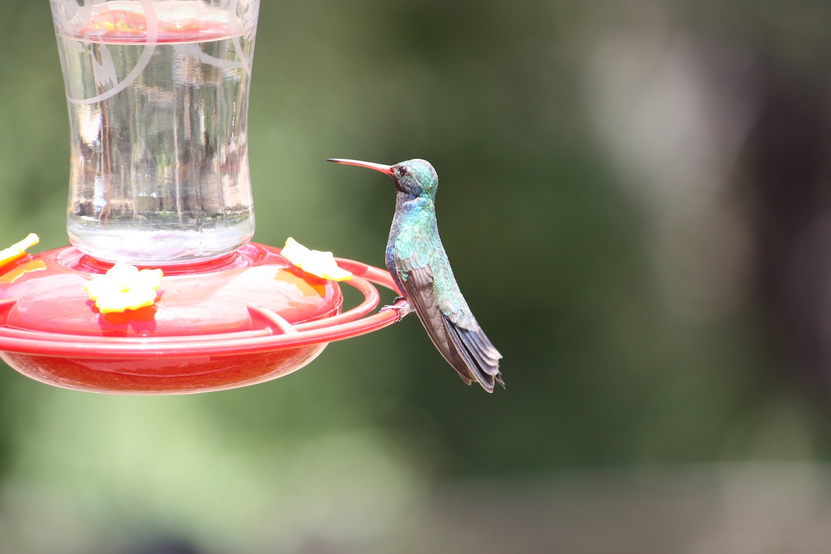 Broad-billed Hummingbird - ML354313421